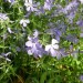 Woodland Phlox